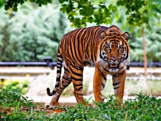 Zoos - gut oder schlecht?